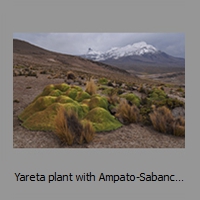 Yareta plant with Ampato-Sabancaya complex behind, seen from W after snowfall